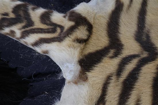 A tiger skin rug, complete with head and claws